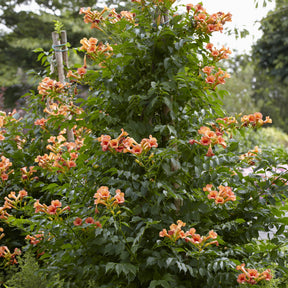Klettertrompete ‘Indian Summer’® - Willemse