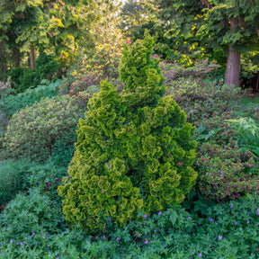 Scheinzypresse Hinoki Aurora - Chamaecyparis obtusa Aurora - Willemse