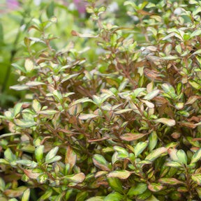 Coprosma ‘Evening Glow’ - Coprosma Evening Glow - Willemse
