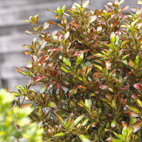 Coprosma ‘Evening Glow’ - Willemse
