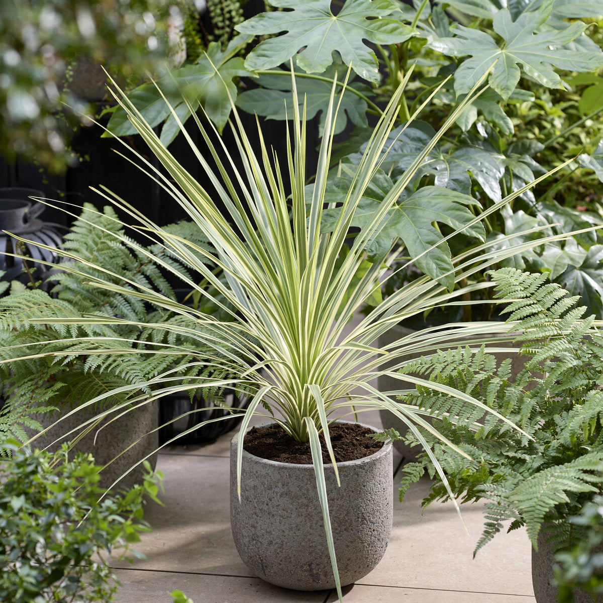 Australische Keulenlilie Lime Passion® - Cordyline australis Lime Passion® - Willemse