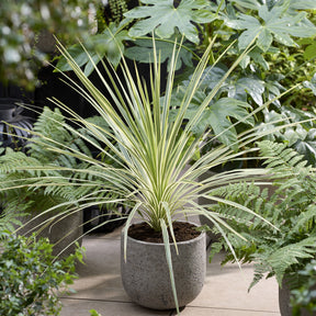 Australische Keulenlilie Lime Passion® - Cordyline australis Lime Passion® - Willemse