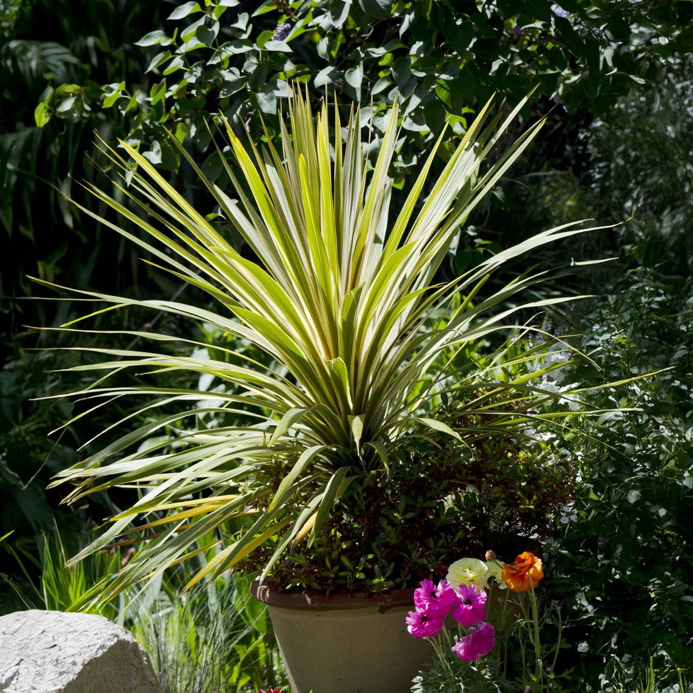 Australische Keulenlilie Torbay Dazzler® - Willemse