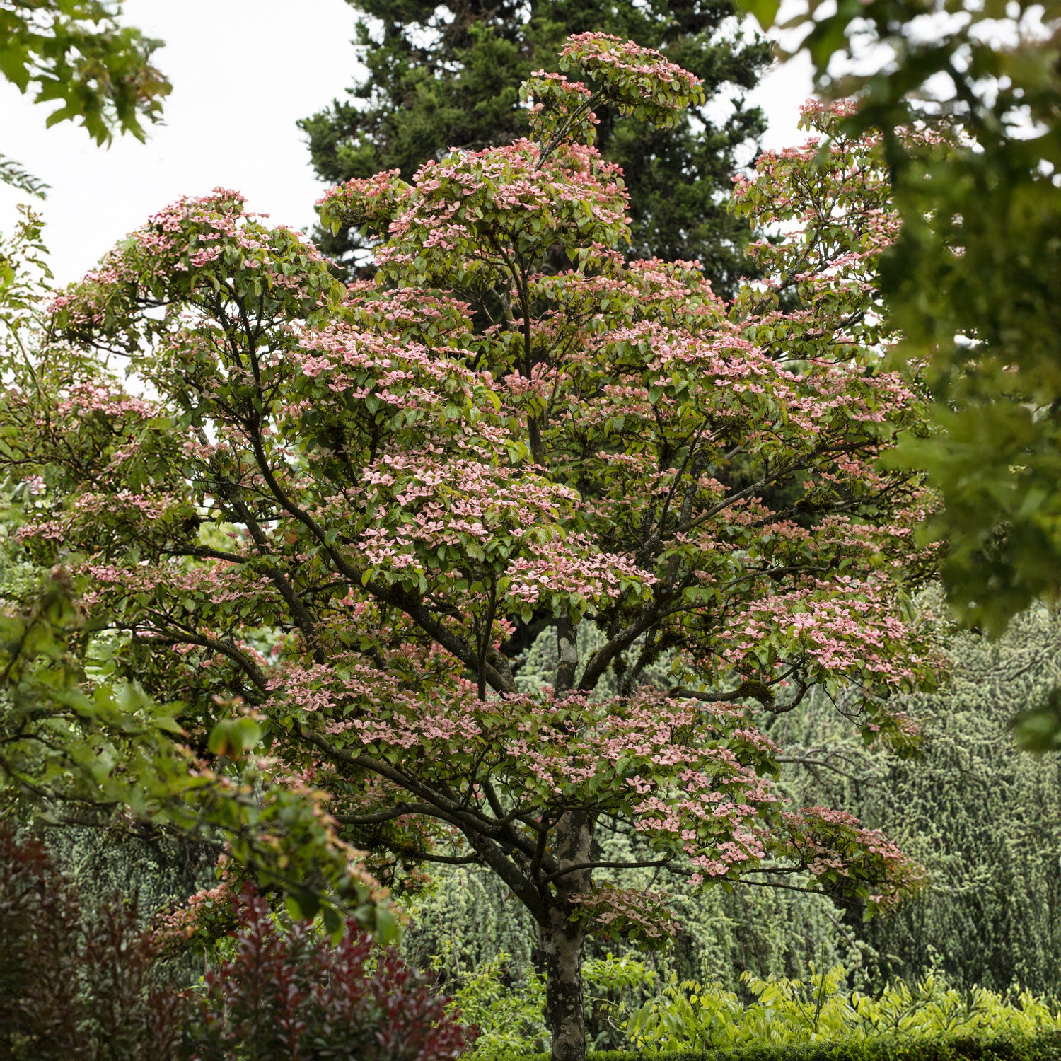 Japanischer Hartriegel Satomi - Cornus kousa Satomi - Willemse
