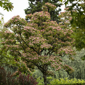 Japanischer Hartriegel Satomi - Cornus kousa Satomi - Willemse