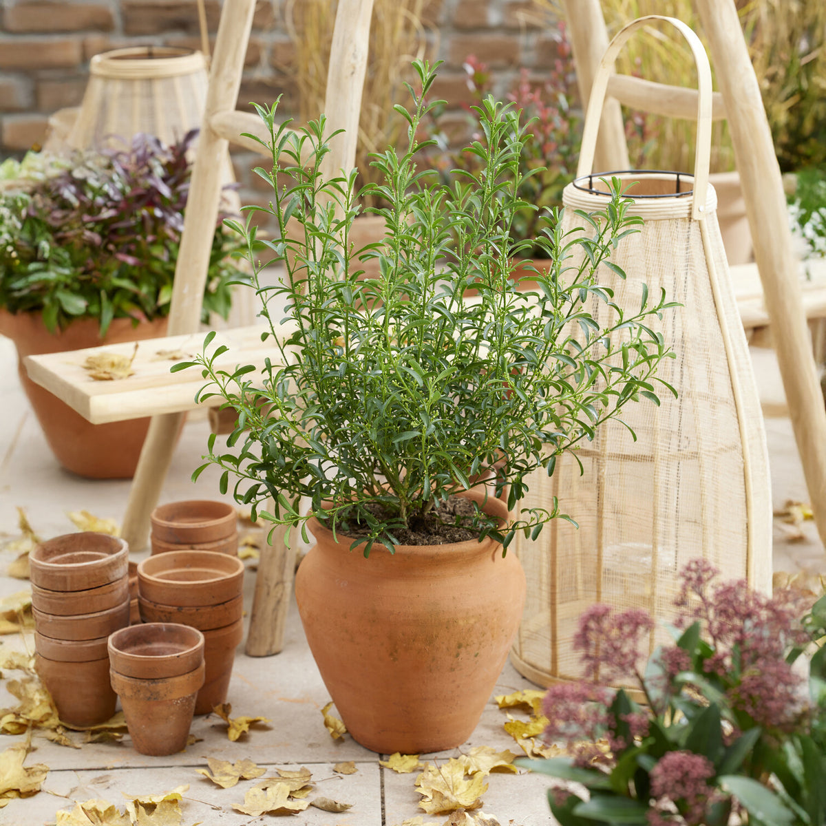 Eriostemon ‘White Star’ - Willemse