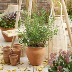 Eriostemon ‘White Star’ - Willemse