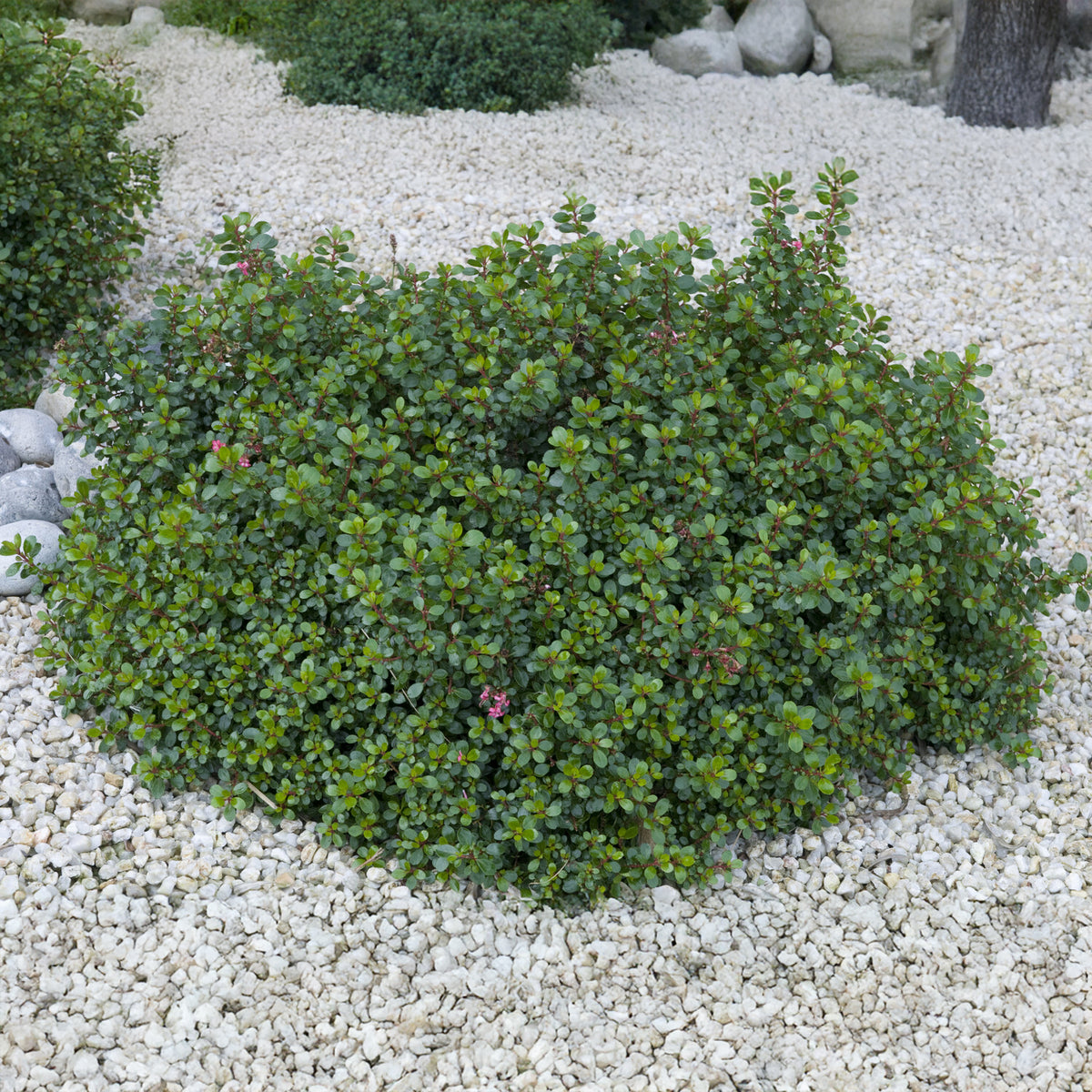 Escallonia Red Dream - Willemse