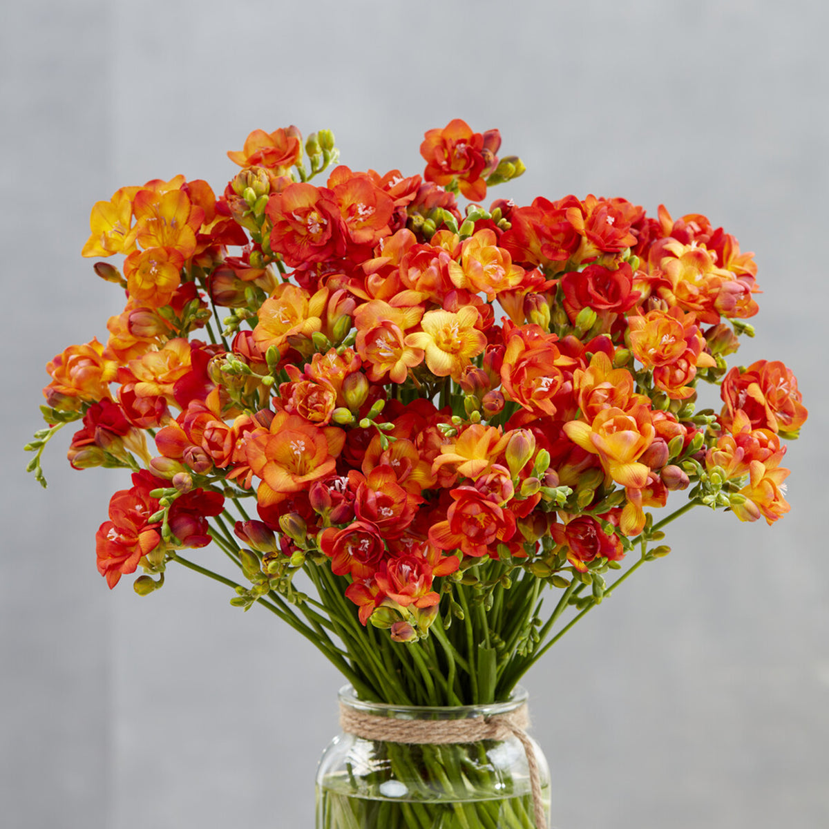 25 doppelte orangefarbene Freesien - Willemse