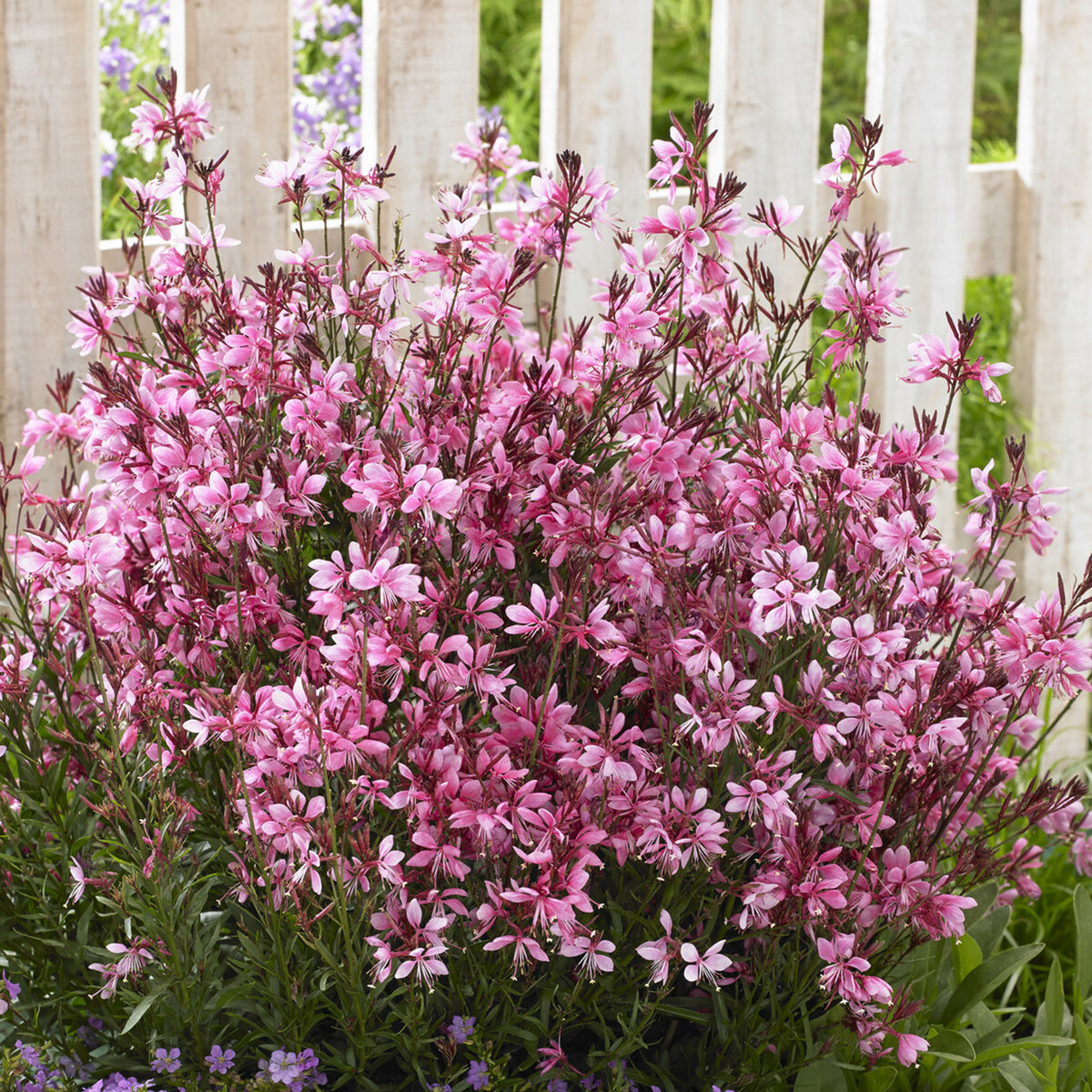 Gaura lindheimeri Baby Butterfly Dark Pink - Prachtkerze Baby Butterfly Dark Pink - Gaura