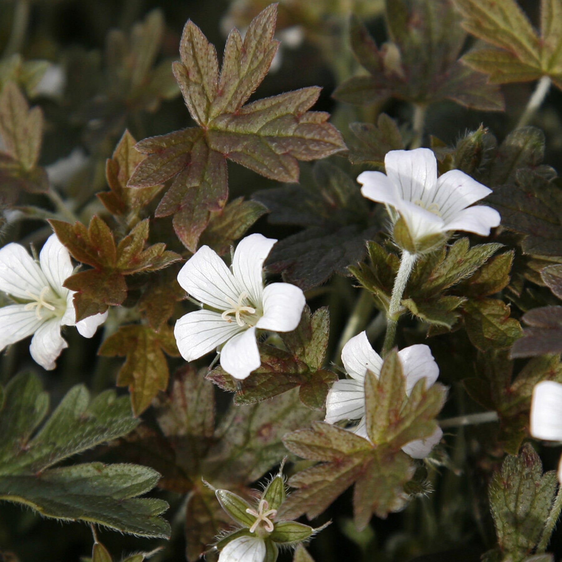 Storchschnabel 'Sanne' - Geranium oxonianum Sanne - Willemse