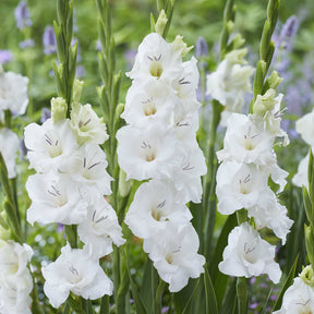 Gladiolen Blondy (x25) - Gladiolus Blondy - Willemse