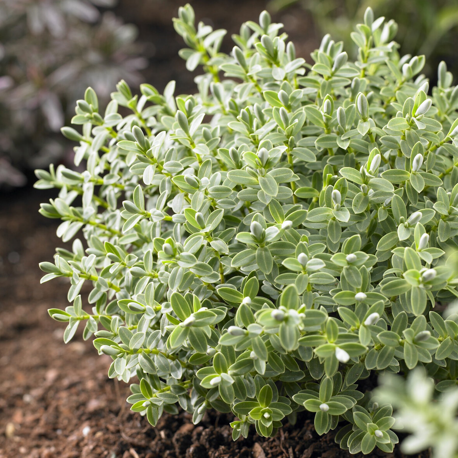 Strauch-Ehrenpreis Sutherlandii - Willemse