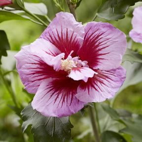 Hibiskus Flower Tower Purple® - Hibiscus syriacus Flower Tower Purple ® - Willemse