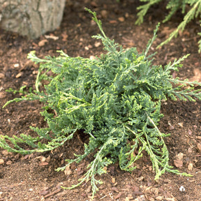 Kriech-Wacholder Wiltonii - Juniperus horizontalis Wiltonii - Willemse