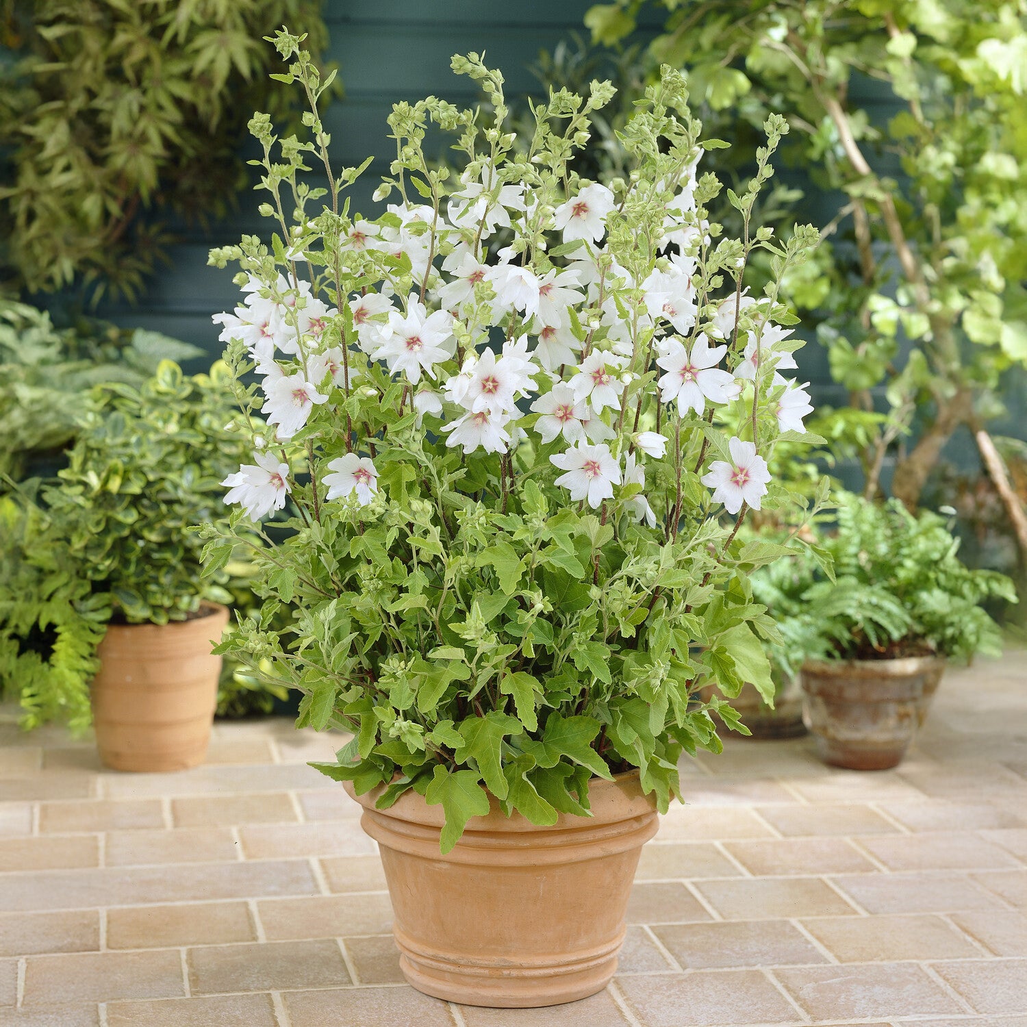 Lavatera Barnsley Baby - Buschmalve Barnsley Baby - Lavatera - Strauchmalve