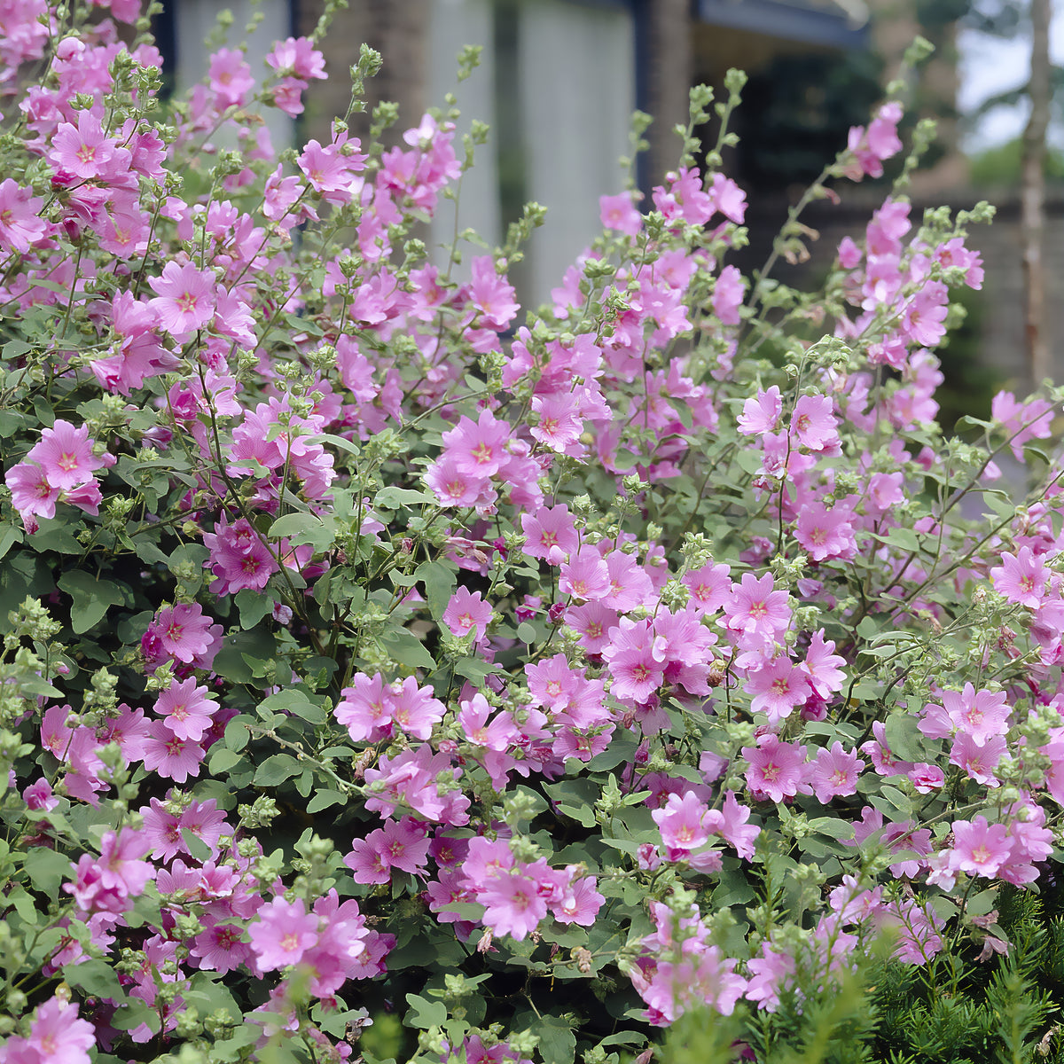 Lavatera Candy Floss - Lavatera Candy Floss - Willemse