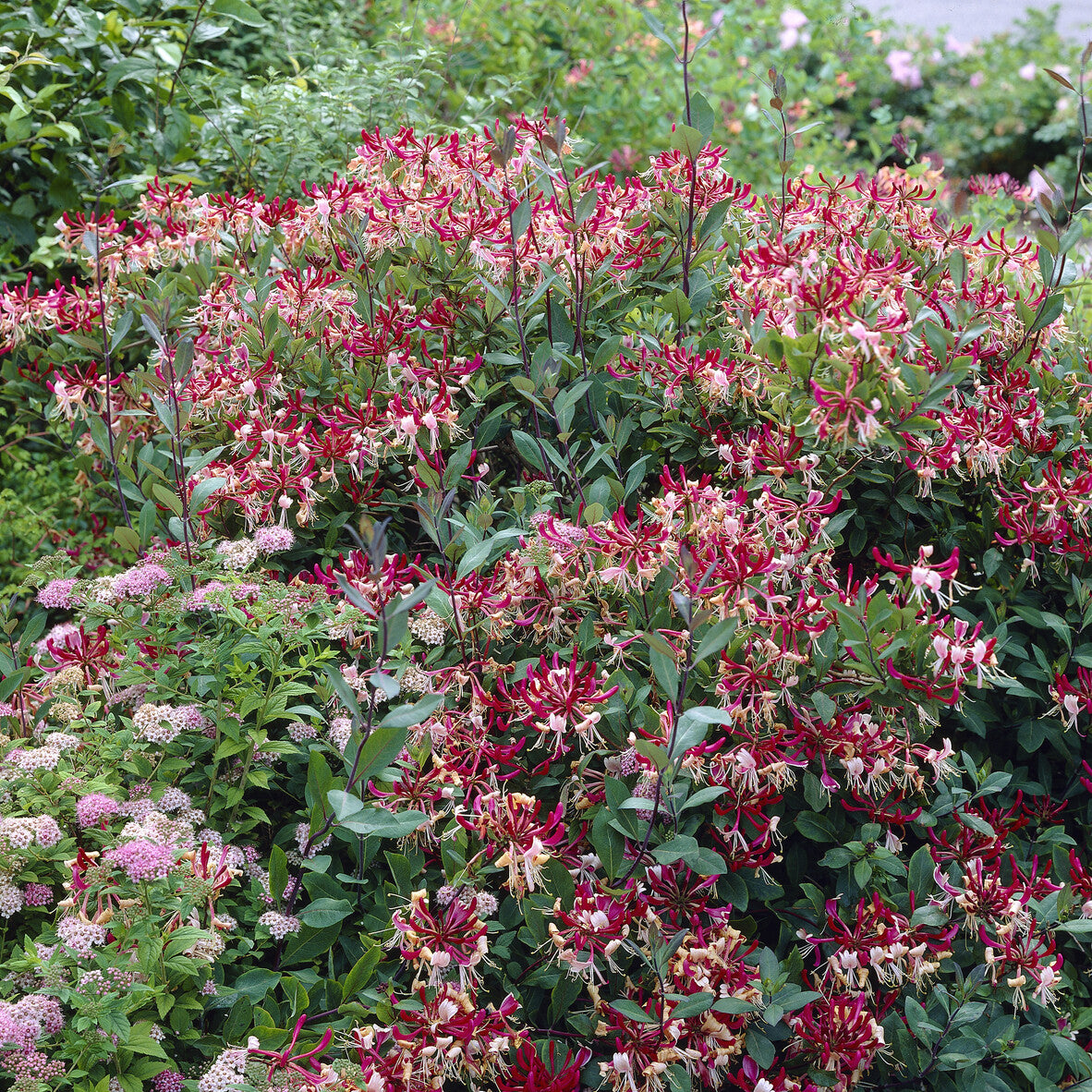 Wald-Geißblatt Belgica - Lonicera periclymenum Belgica - Willemse