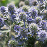 Flachblättrige Edeldistel Blue Hobbit - Eryngium planum Blue Hobbit - Willemse