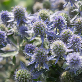 Flachblättrige Edeldistel Blue Hobbit - Eryngium planum Blue Hobbit - Willemse