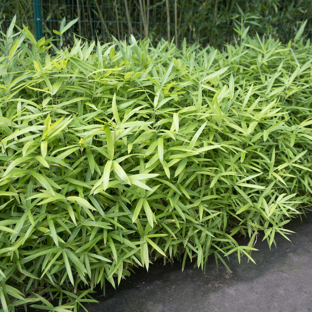 Zwergbambus - Pleioblastus pumilus - Willemse