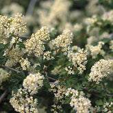 Stephanandra incisa Crispa - Stephanandra incisa Crispa - Willemse