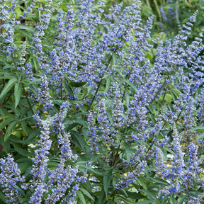 Blühende Sträucher - Großblättriger Mönchspfeffer - Vitex agnus-castus Latifolia
