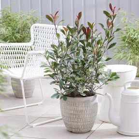 Photinia x fraseri Louise - Glanzmispel ‘Louise’ - Photinia