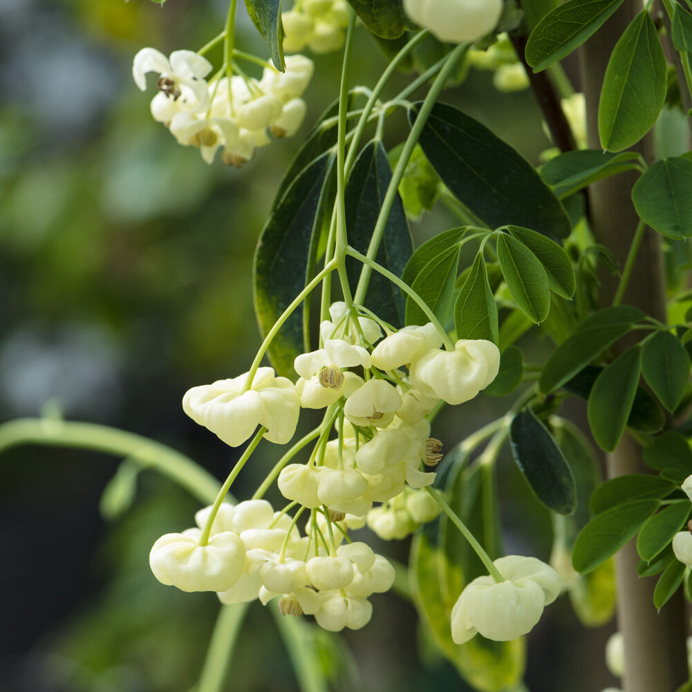 Fünfblättrige Akebie - Willemse