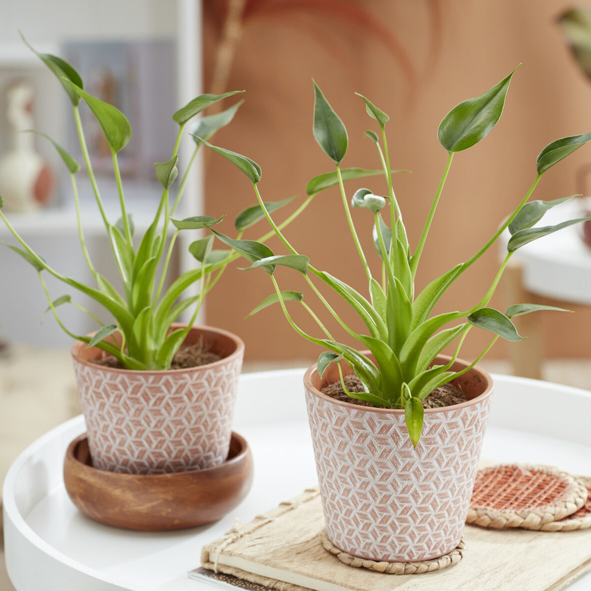 Alocasia Tiny Dancer - Alocasia Tiny Dancer - Willemse