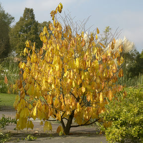 Indianerbanane (Pawpaw) - Willemse