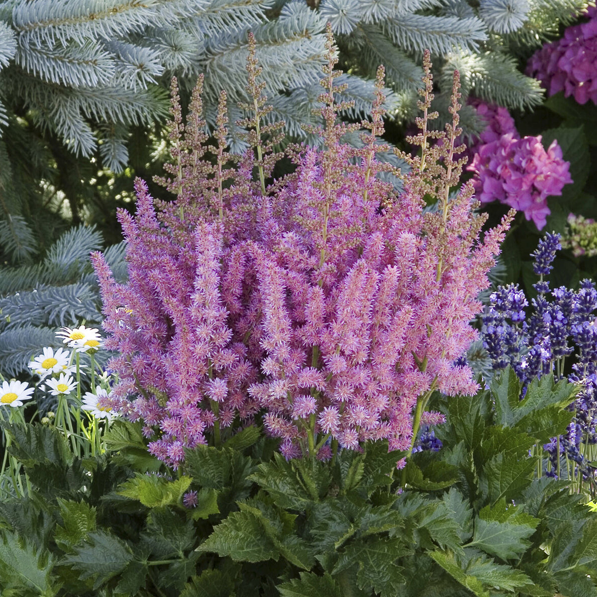 Astilbe chinensis Little Vision in Purple ® - Astilbe Little Visions in Purple®. - Astilbe - Prachtspiere