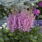 Astilbe chinensis Little Vision in Purple ® - Astilbe Little Visions in Purple®. - Astilbe - Prachtspiere