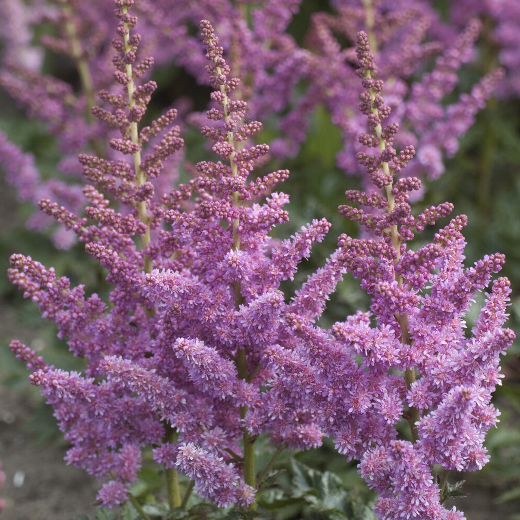 Astilbe Little Visions in Purple®. - Willemse