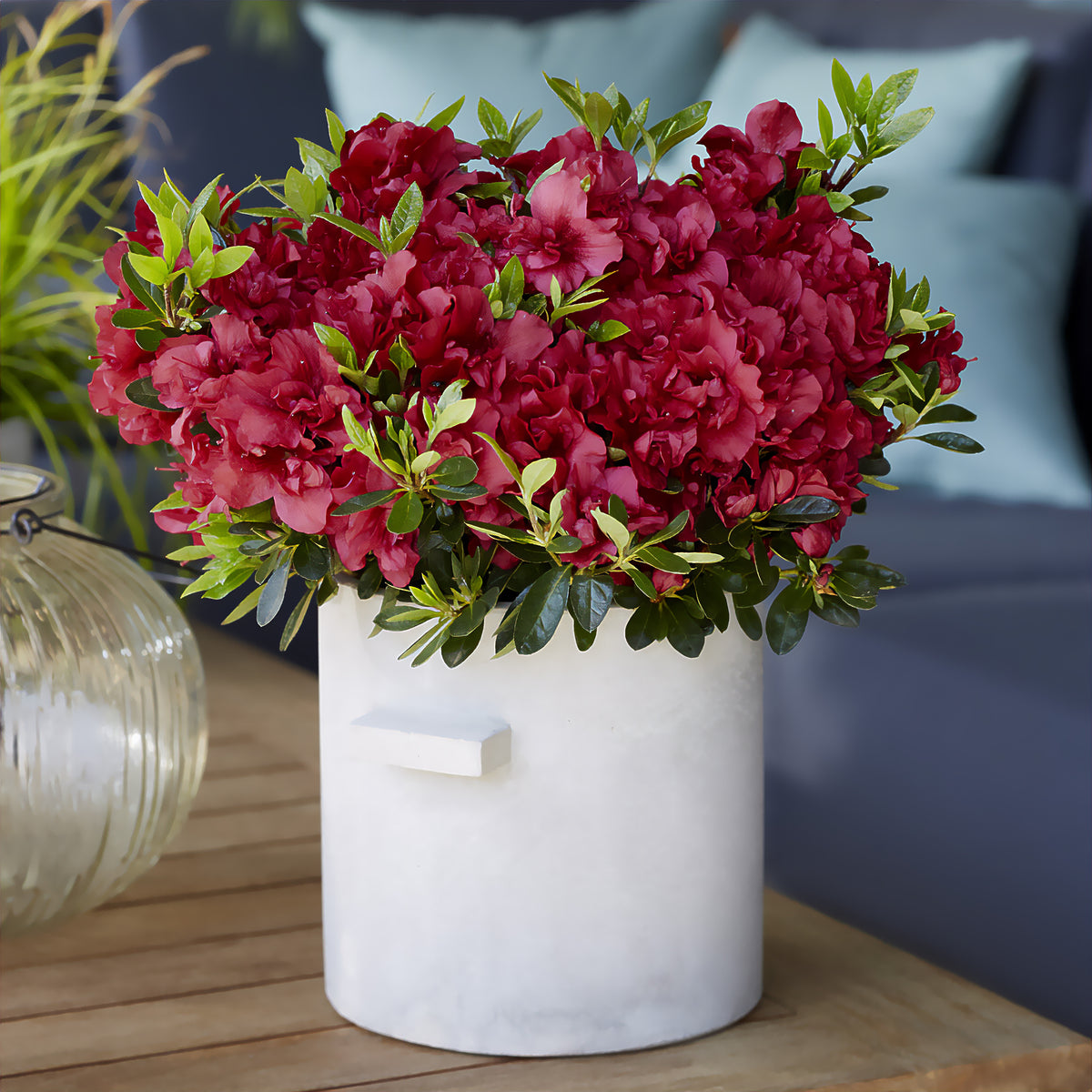 Azaleen Encore series - Rhododendron Encore® Autumn Fire - Willemse