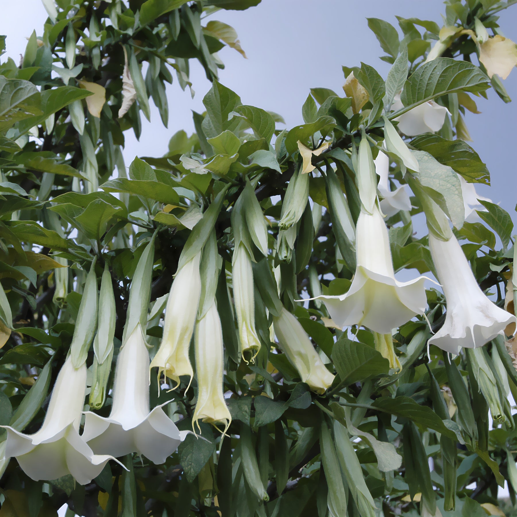 Balkonblumen - Brugmensia - Brugmansia arborea