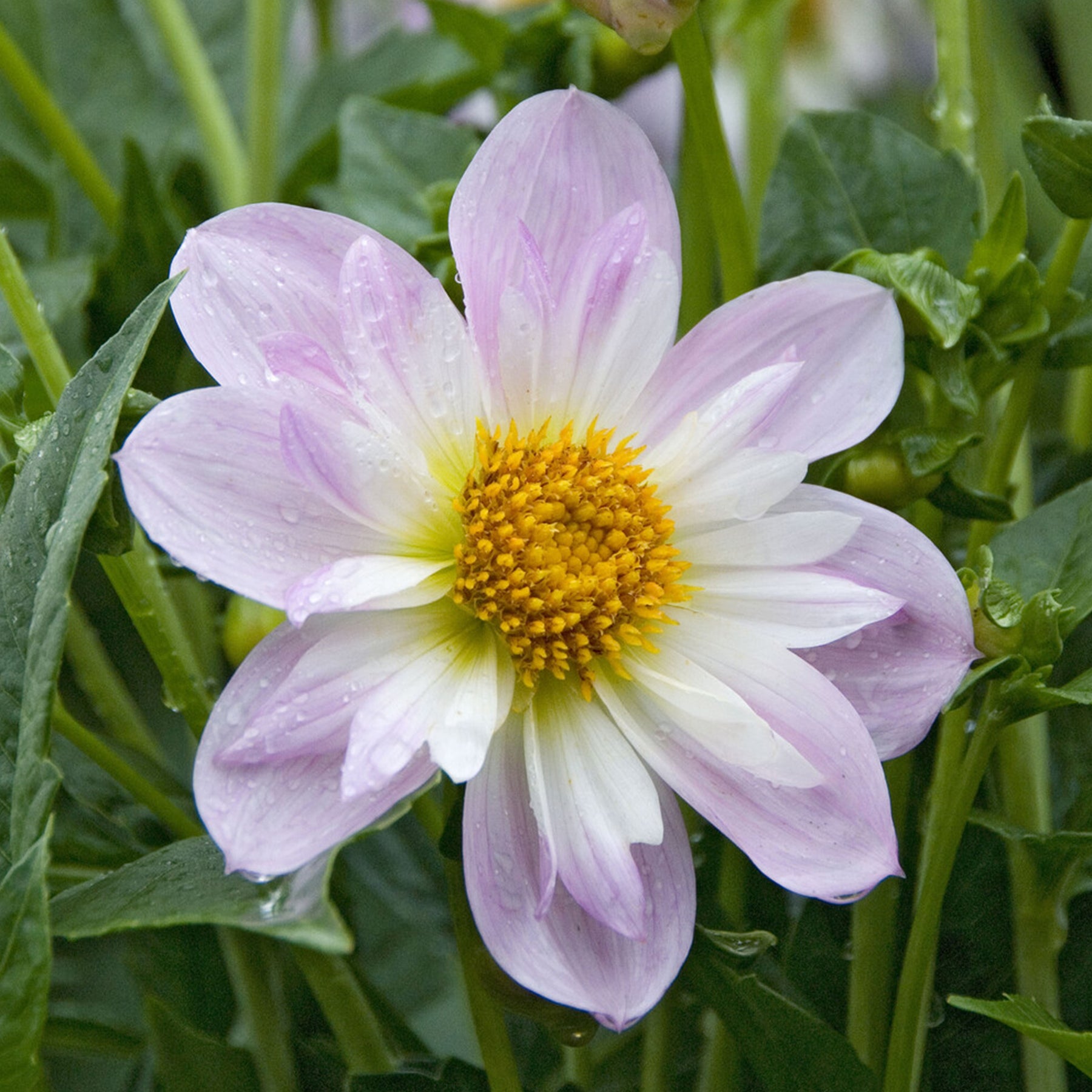 Halskrausen-Dahlie ‘Teesbrooke Audrey’ - Willemse