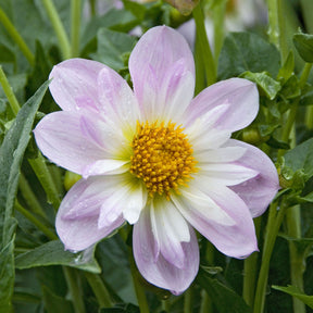 Halskrausen-Dahlie ‘Teesbrooke Audrey’ - Willemse