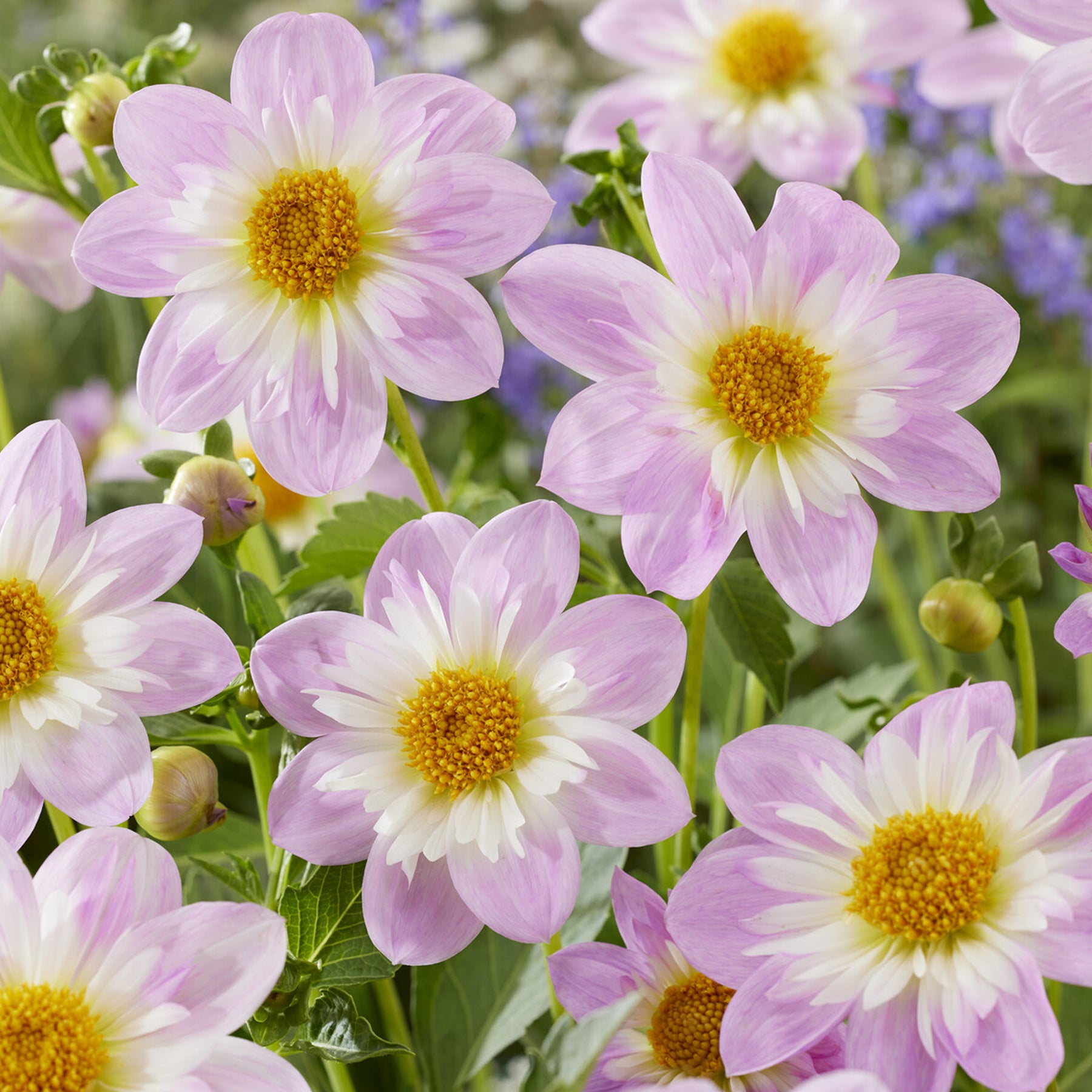 Halskrausen-Dahlie ‘Teesbrooke Audrey’ - Dahlia Teesbrooke Audrey - Willemse