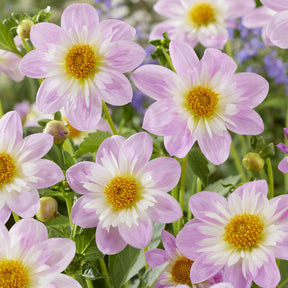 Halskrausen-Dahlie ‘Teesbrooke Audrey’ - Dahlia Teesbrooke Audrey - Willemse