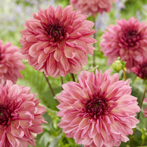 Dahlien-Zwiebeln - Dahlie 'Bacardi' (x3) - Dahlia Bacardi