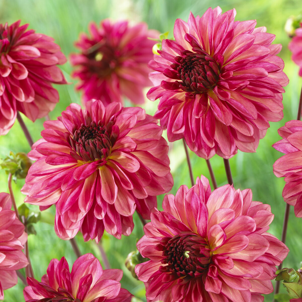 Dahlie 'Bacardi' (x3) - Willemse