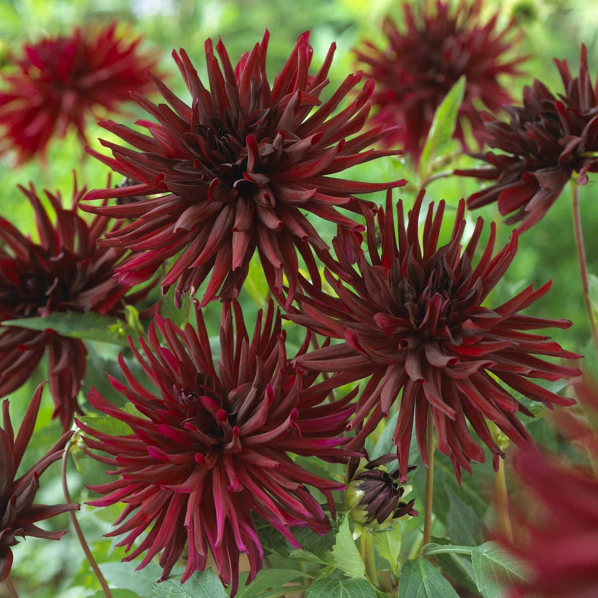 Kaktusdahlien Black Narcissus (x3) - Dahlia Black Narcissus - Willemse