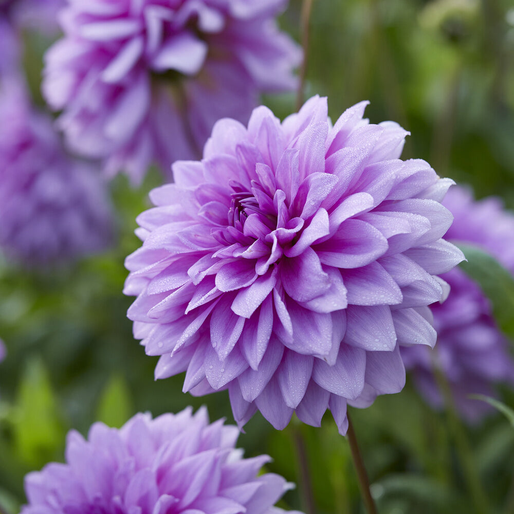 Dekorative Dahlien Blue Boy (x3) - Dahlia Blue Boy - Willemse