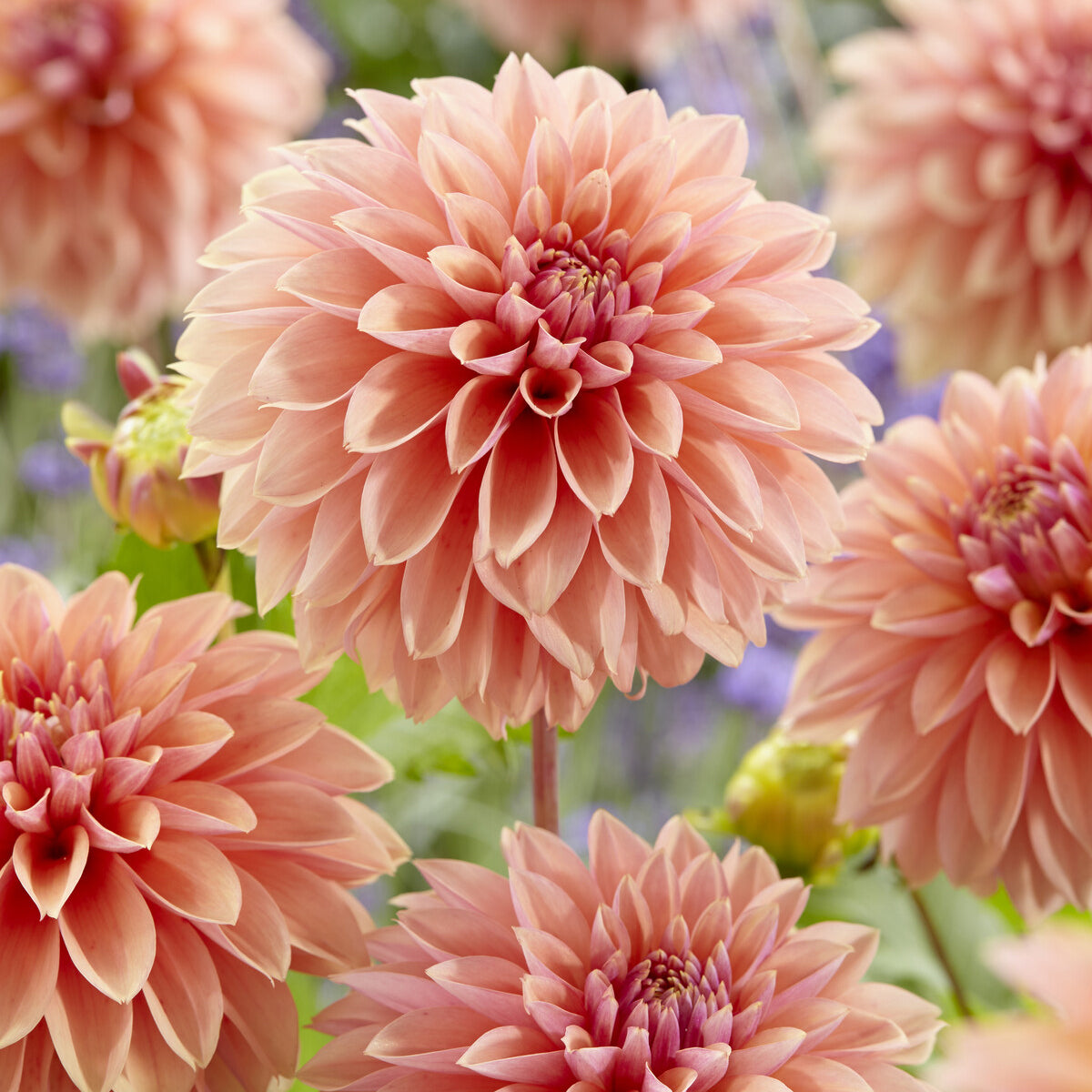 Dahlie ‘Kick Off’ - Dahlia Kick Off - Willemse