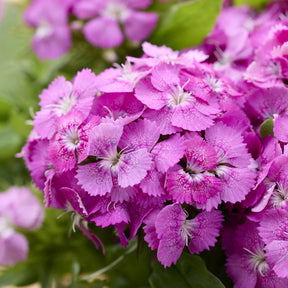 Bartnelke ‘Barbarini Pink’ - Dianthus barbatus Barbarini Pink - Willemse