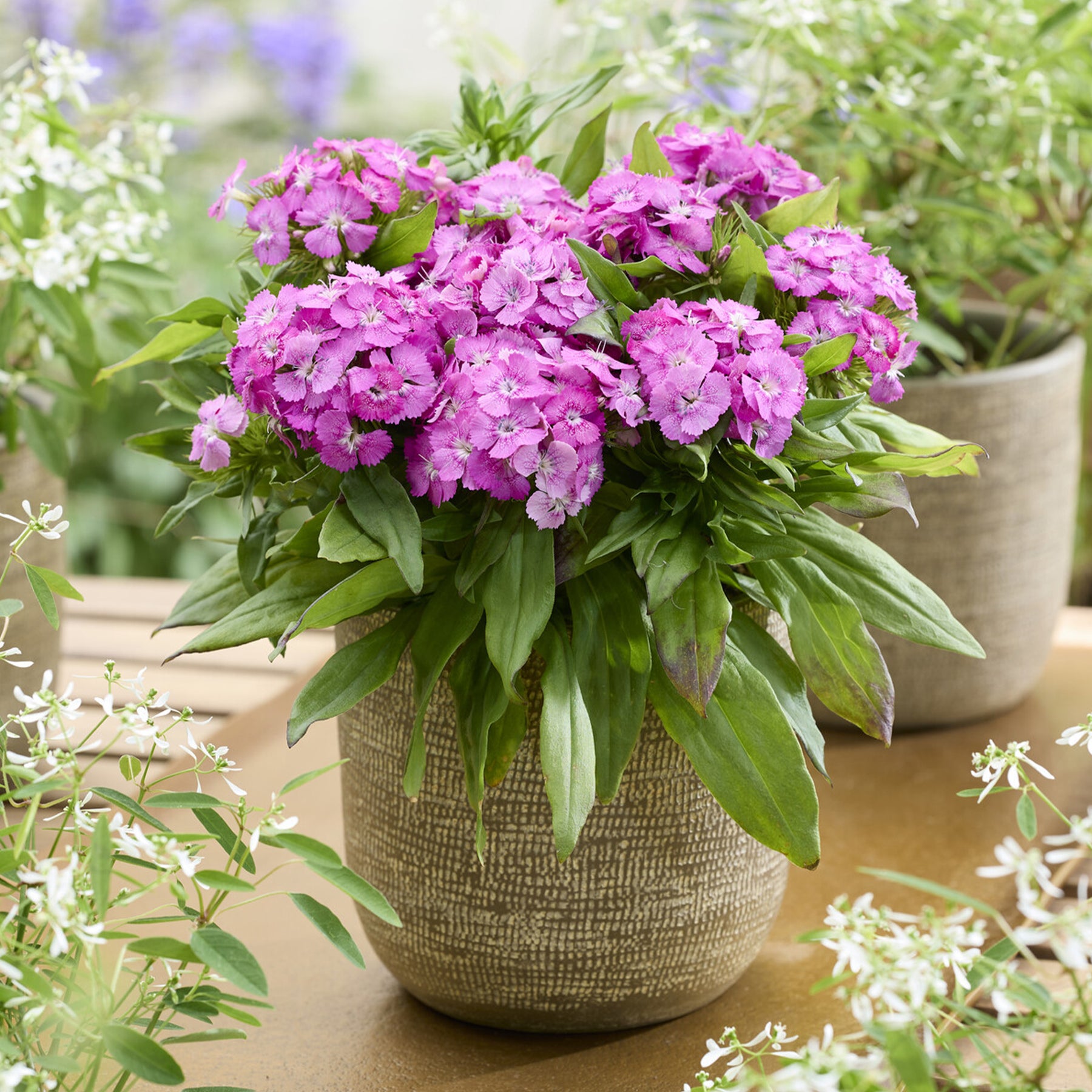 Bartnelke ‘Barbarini Pink’ - Willemse