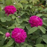 Rosa Rose de Rescht - Historische Rose 'Rose de Rescht' - Rosen