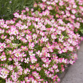 Cutie Pie ® Miniatur-Rose - Willemse