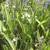 Sagittaria graminea - Grasartiges Pfeilkraut - Uferpflanzen